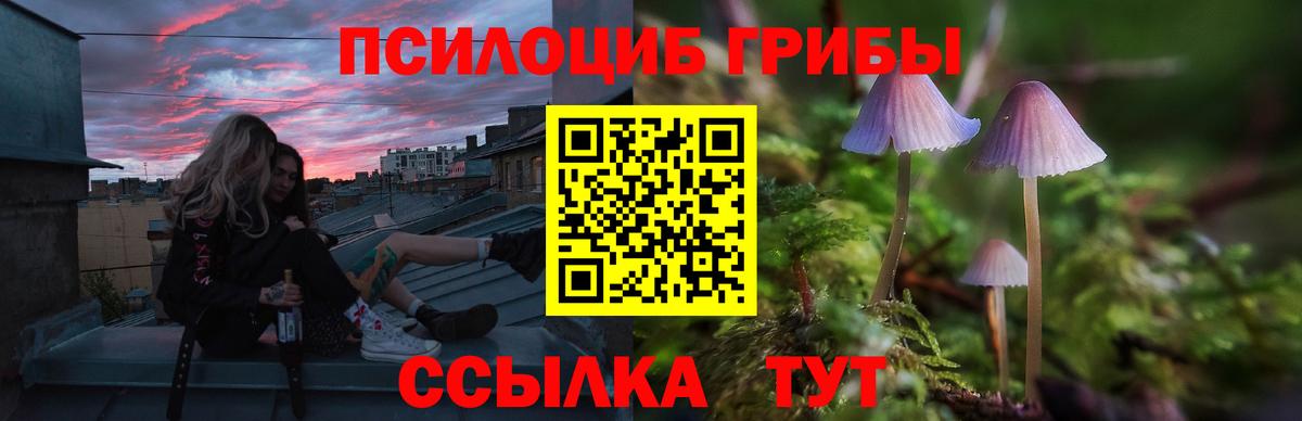 Галлюциногенные грибы Psilocybine cubensis Георгиевск